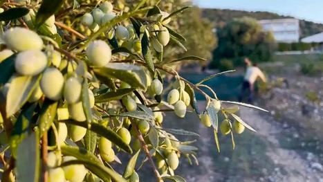 L'olive, victime de vols à répétition dans les pays MÉDITERRANÉENS | CIHEAM Press Review | Scoop.it