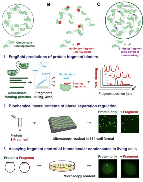 AI-discovered protein fragments as generalizable regulators of biomolecular condensates | brvsys | RMH | Scoop.it