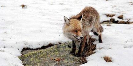 Ce qui fait mourir la faune sauvage des Pyrénées | Vallées d'Aure & Louron - Pyrénées | Scoop.it