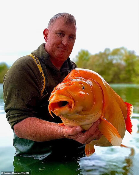 Un poisson rouge comme vous n’en avez jamais vu : le propriétaire du site n’en revenait pas | Biodiversité - @ZEHUB on Twitter | Scoop.it