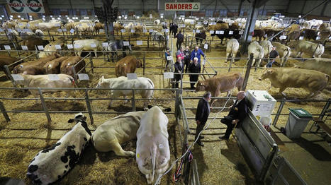 Le 1er janvier, le marché aux bestiaux du Cateau sera le dernier des Hauts-de-France | Actualité Bétail | Scoop.it