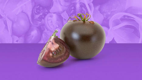 Behold the purple tomato, a new designer super fruit | SEED DEV LAB info | Scoop.it