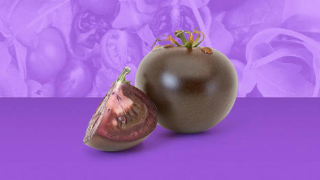 Behold the purple tomato, a new designer super fruit | SEED-DREAM Lab info | Scoop.it