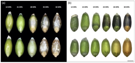 Uncovering the evolutionary origin of blue anthocyanins in cereal grains | SEED-DREAM Lab info | Scoop.it