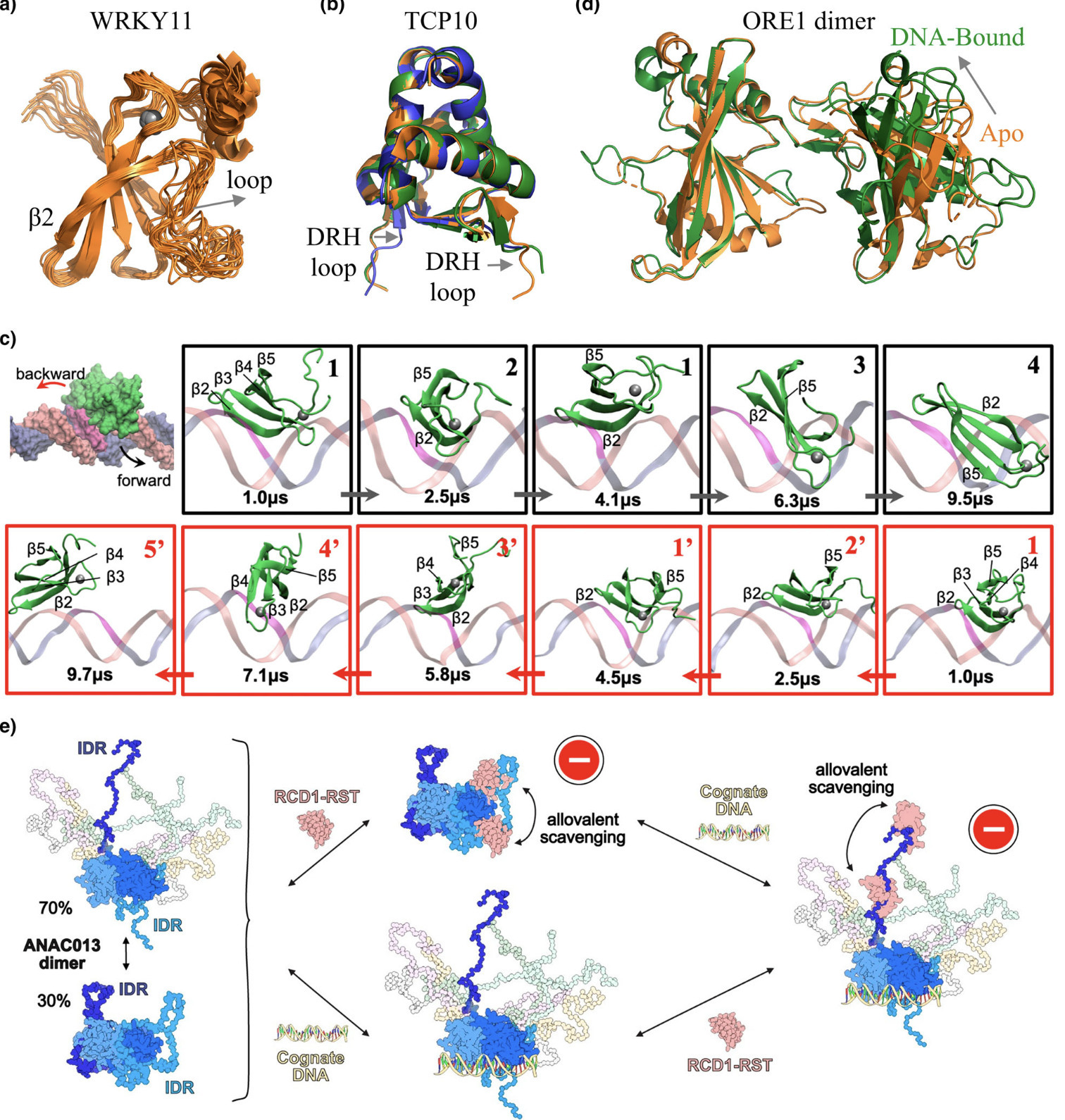 Structural dynamics of plant transcription fact...