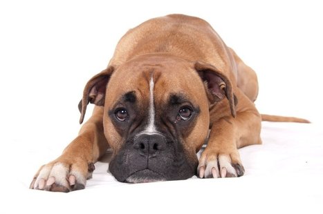9 Ways to Avoid Compassion Fatigue Without Failing to Care | Compassion | Scoop.it