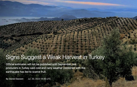 Signs Suggest a Weak Harvest in TURKEY | CIHEAM Press Review | Scoop.it
