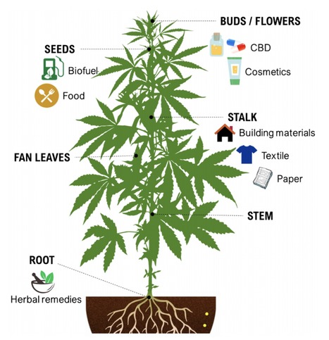 Review in Int J Mol Sci • Torkamaneh Collaboration 2021 • Advances and Perspectives in Tissue Culture and Genetic Engineering of Cannabis | Reviews | Scoop.it