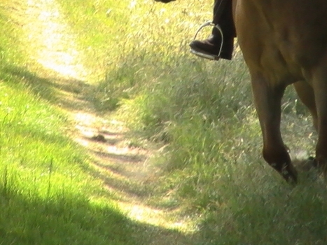 Le site du cheval de balade | Cheval et Nature | Scoop.it