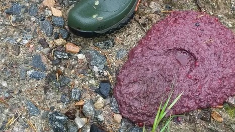 Näin käy, kun karhu syö kamalasti puolukoita – katso kuva | 1Uutiset - Lukemisen tähden | Scoop.it