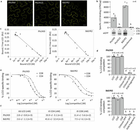 Several groups of LysM-RLKs are involved in symbiotic signal perception and arbuscular mycorrhiza establishment | Plant-Microbe Symbiosis | Scoop.it