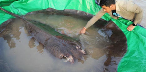 Mekong’s giant fish threatened by dams and wetland conversions | Soggy Science | Scoop.it
