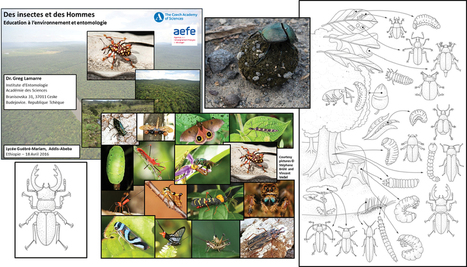 Des Insectes et des Hommes : un programme éducatif complet et facilement utilisable | Insect Archive | Scoop.it