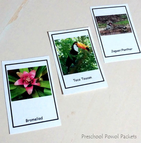 {FREE} Plants & Animals in the Tropical Rainforest Biome Cards | Rainforest CLASSROOM | Scoop.it