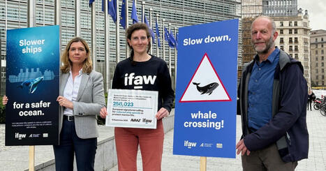 Baleines : Les citoyens européens réclament des navires plus lent - IFAW | Biodiversité | Scoop.it