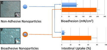 Bioadhesive Coating for Protein-Based Drugs May Put an End to Insulin Injections | Healthcare: reloaded... | Scoop.it