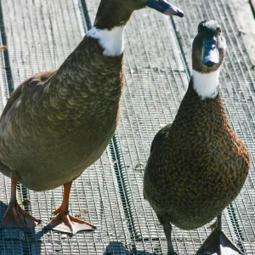 El&auml;imet, jotka alkavat kirjaimellaa | 1Uutiset - Lukemisen t&auml;hden | Scoop.it