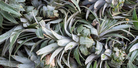 FOOD: Amazing pineapple leaf powder that fights crime and pollution | ALIMENTATIONS | Scoop.it