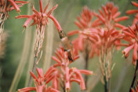 On the Fly – Gardening for the Birds | Gardening Life | Scoop.it