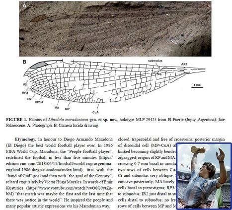 Nouvelle espèce de demoiselle nommée en l'honneur de Diego Armando Maradona et autres actualités en paléoentomologie | Histoires Naturelles | Scoop.it