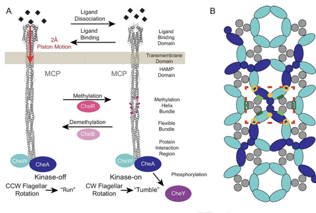 Protein-Protein Interfaces in Chemotaxis Recept...
