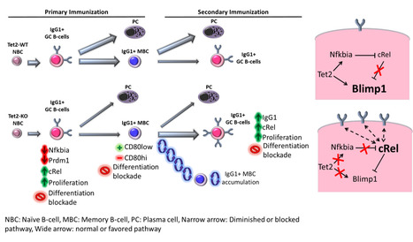 TET2 r&eacute;gule la diff&eacute;renciation des lymphocytes B et pr&eacute;vient la transformation lymphomateuse | Life Sciences Universit&eacute; Paris-Saclay | Scoop.it