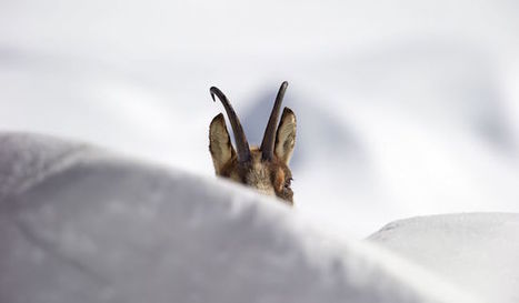Le chamois et les brebis : le regard français sur la nature sauvage | Pastoralisme Ours Loups Lynx | Scoop.it