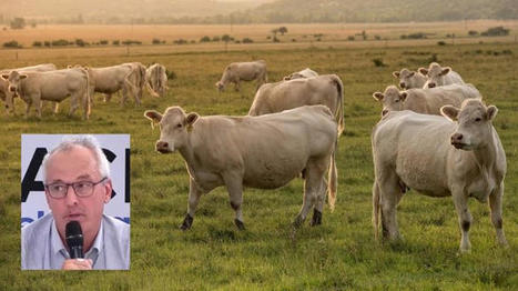 Système de notation environnemental pour viandes bovines : Interbev réagit | Actualité Bétail | Scoop.it