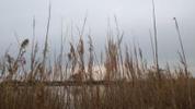 Etang du Méjean (34) : restauration de la roselière | Pôle-relais lagunes méditerranéennes | Biodiversité | Scoop.it