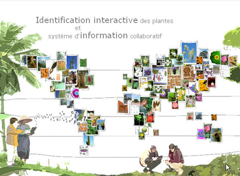 Pl@ntNet : un outil pour analyser les données du monde végétal | HORTICULTURE | Scoop.it