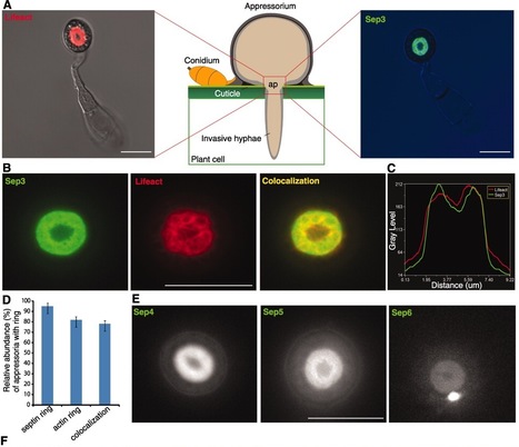 Science: Septin-Mediated Plant Cell Invasion by the Rice Blast Fungus, Magnaporthe oryzae (2012) | Plants and Microbes | Scoop.it