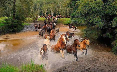 Carta por la defensa y sobrevivencia de la mayor reserva de caballos en libertad del mundo en Tierra del Fuego | Caballo, Caballos | Scoop.it