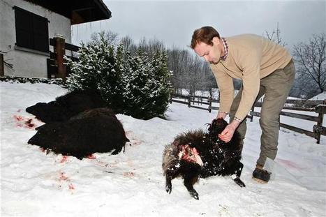 Alex | Le loup attaque au pied des Dents de Lanfon | Loup | Scoop.it