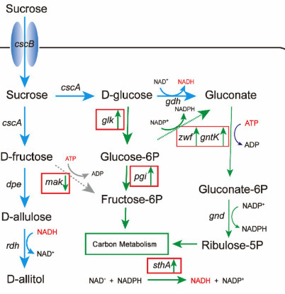 De Novo Biosynthesis of d-Allitol from Sucrose via Engineered Modular Metabolic Pathways | acs | RMH | Scoop.it
