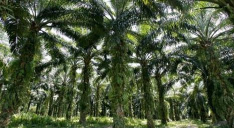 La consommation d'aliments à l'huile de palme doit être limitée | Questions de développement ... | Scoop.it