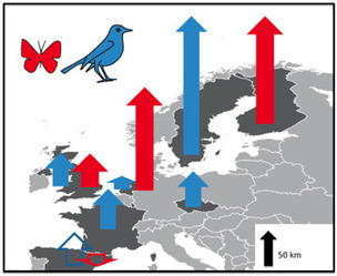 Réchauffement climatique : une réponse rapide mais retardée des oiseaux et papillons d'Europe | EntomoNews | Scoop.it