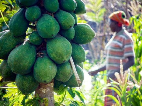 Addressing Climate Change and Nutrition for Improving Health Outcomes: A deep dive | Biodiversity, Climate Change, Environment, Conservation, Forestry, Fisheries, Oceans and Coasts | Scoop.it