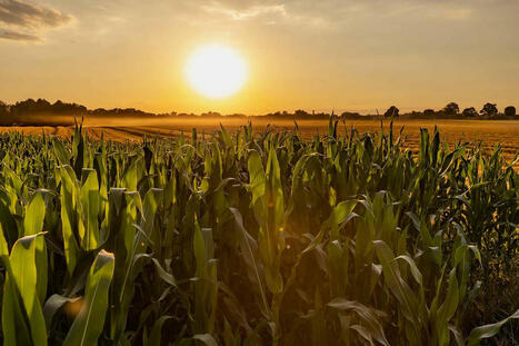 ‘Corn Sweat’ to Create Humid Conditions As Heat Spans the Midwest - People.com | Operation Deimos | Scoop.it
