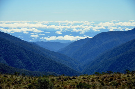 How Is Climate Change Affecting Tropical Forests? | RAINFOREST EXPLORER | Scoop.it