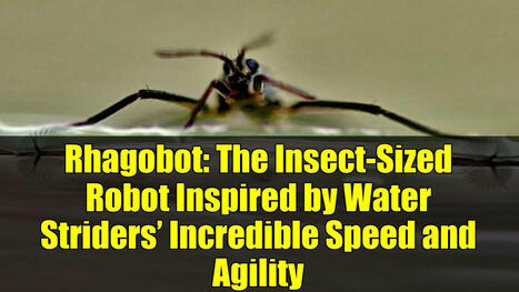 [Vidéo] Rhagobot: The Insect-Sized Robot Inspired by Water Striders’ Incredible Speed and Agility | EntomoScience | Scoop.it