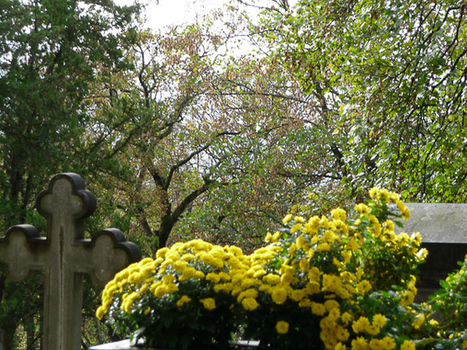 L’automne fleuri dans le cimetière du Père-Lachaise | Les Colocs du jardin | Scoop.it