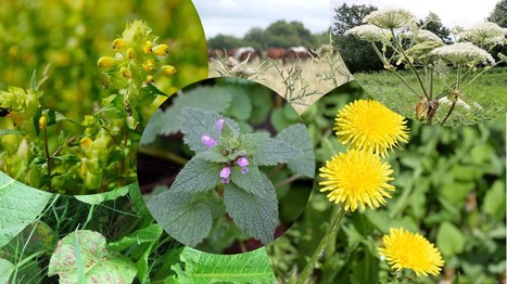 Plantes bio-indicatrices : Pourquoi tant de renoncules, rumex ou chardons dans ma prairie ? | Lait de Normandie... et d'ailleurs | Scoop.it
