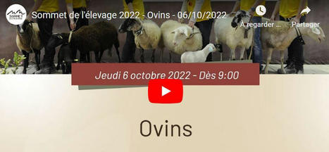 Sommet de l'élevage 2022 : animations et concours du ring ovin | Actualité Bétail | Scoop.it