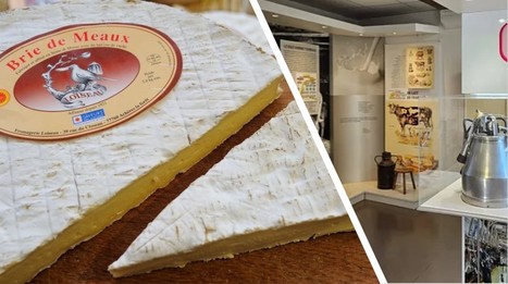 Le brie de Meaux, un fromage presque deux fois millénaire | Lait de Normandie... et d'ailleurs | Scoop.it