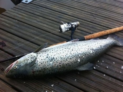 Cure for the Salmon Fever - Kymi Fishing | Hobby, LifeStyle and much more... (multilingual: EN, FR, DE) | Scoop.it