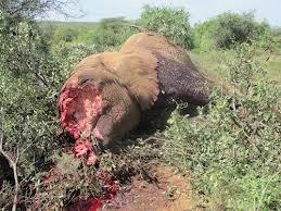 Kenya: Entire family of 11 elephants wiped out VIDEO | BIODIVERSITY IS LIFE  – | Scoop.it