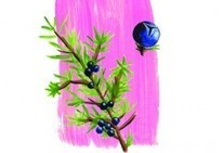 Découvrir les bienfaits du genévrier | Aromathologie | Scoop.it