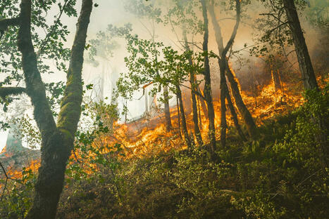 PORTUGAL municipalities at maximum risk of rural FIRES&nbsp; | CIHEAM Press Review | Scoop.it