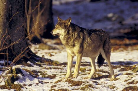 COOLE (51). Premi&egrave;res analyses sur la mort du loup | Pastoralisme Ours Loups Lynx | Scoop.it