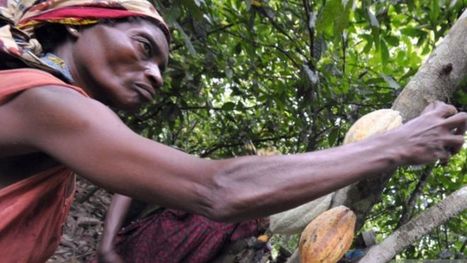 'Female cocoa farmers paid as little as 23p a day' | International Economics: IB Economics | Scoop.it